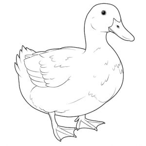 Coloriage de canard oiseau