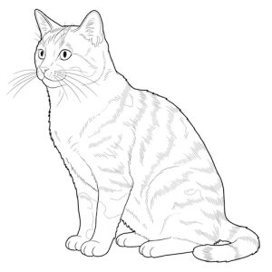 Coloriage de chat rayé réaliste