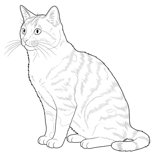 Coloriage de chat rayé réaliste