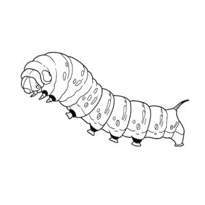Coloriage de chenille insecte