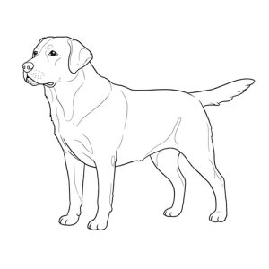 Coloriage de chien labrador