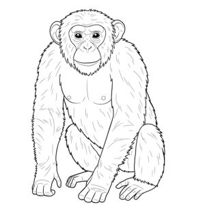 Coloriage de singe chimpanzé