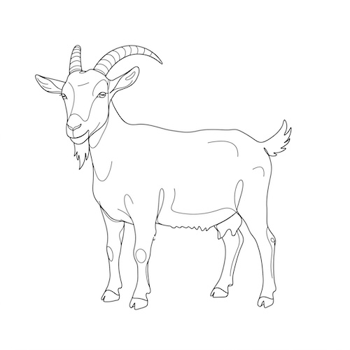 Coloriage de chèvre en art linéaire