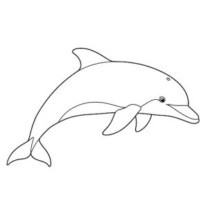 Coloriage de dauphin sautant