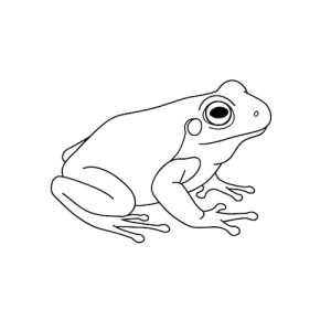 Coloriage de grenouille animal amphibien