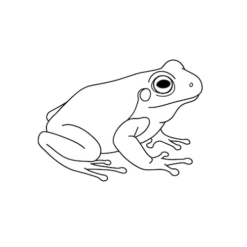 Coloriage de grenouille animal amphibien